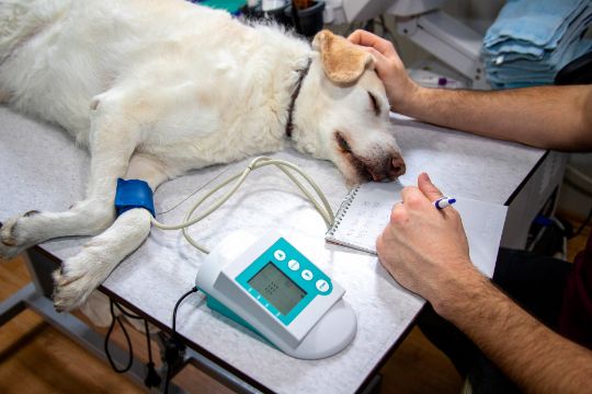 CONTROL DE PESO EN PACIENTES SOLUCIONES DE PESAJE CARDINAL WEIGHING COLOMBIA